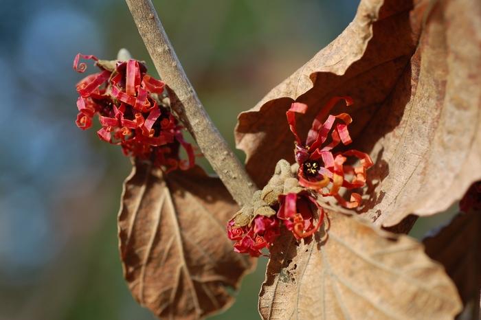 Hamamelis x intermedia Diane