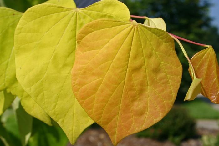 Cercis canadensis Hearts of Gold