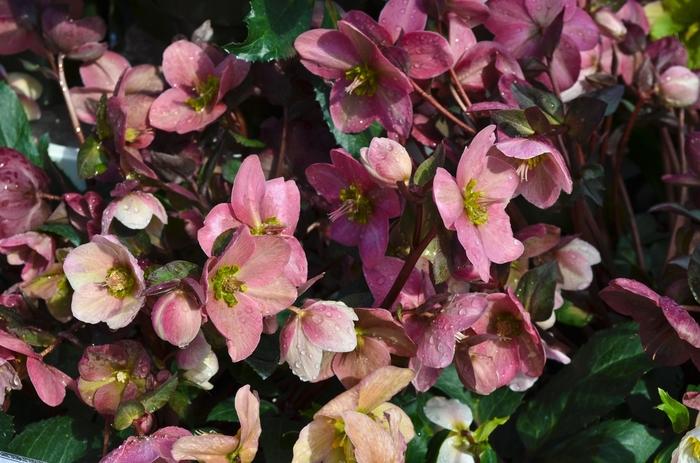 Helleborus x ericsmithii Gold Collection® Pink Frost