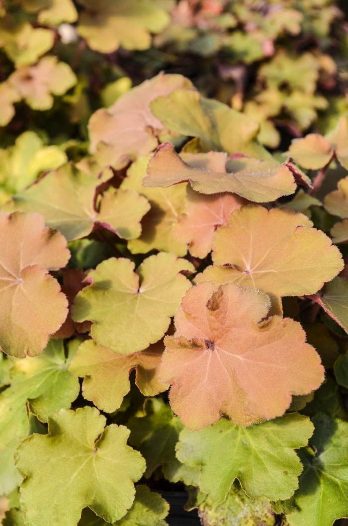 Heuchera Caramel