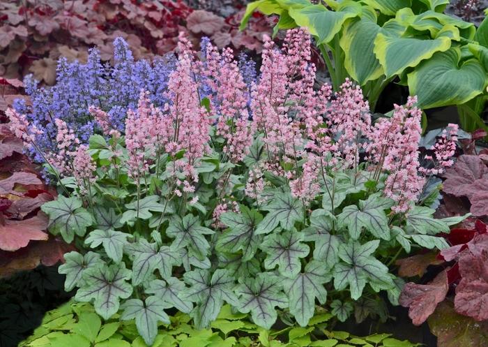 Heucherella Pink Fizz