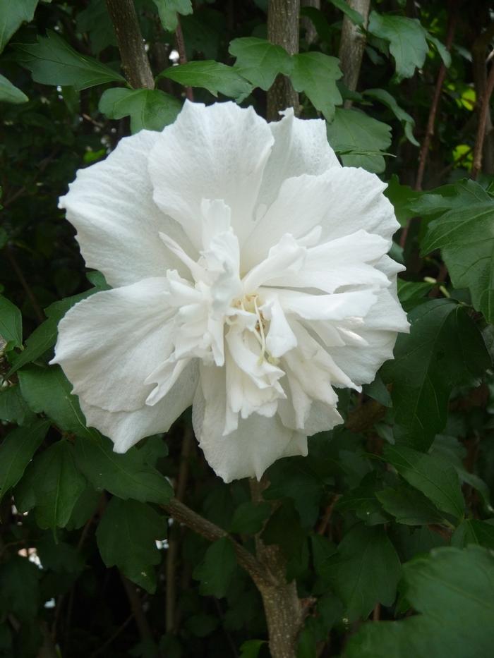 Hibiscus syriacus Jeanne de Arc