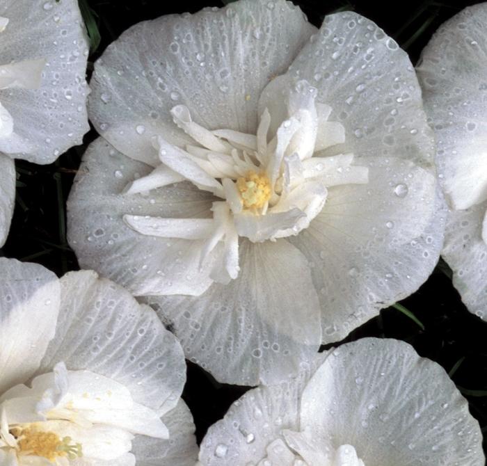 Hibiscus syriacus White Chiffon®