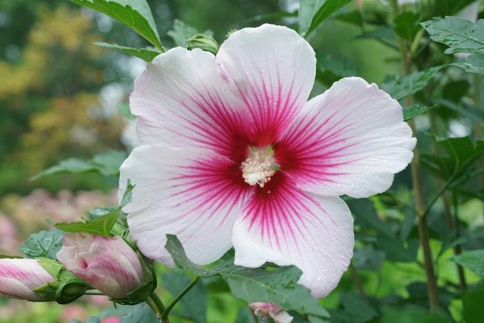 Hibiscus syriacus Paraplu Pink Ink® 