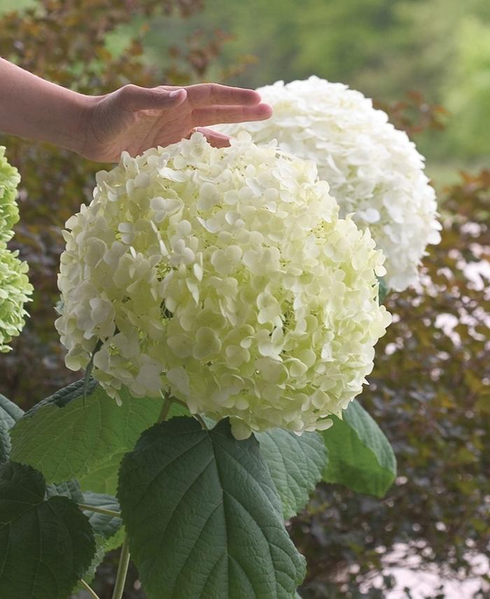 Hydrangea arborescens Incrediball®