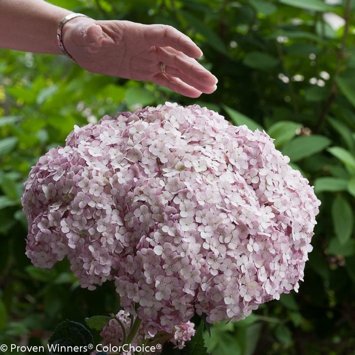 Hydrangea arborescens Incrediball® Blush