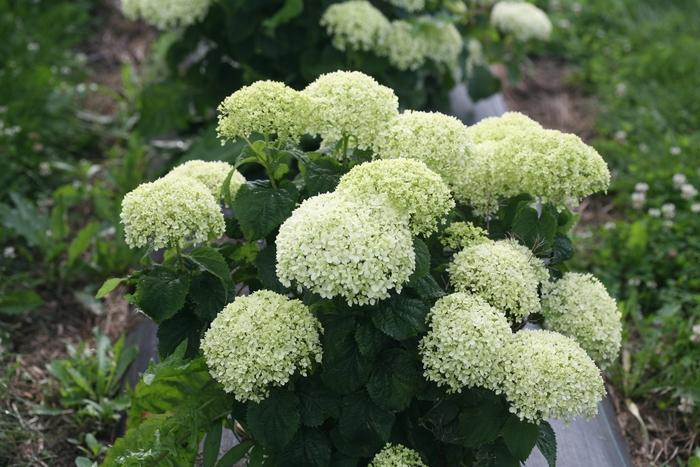 Hydrangea arborescens Invincibelle Limetta® 