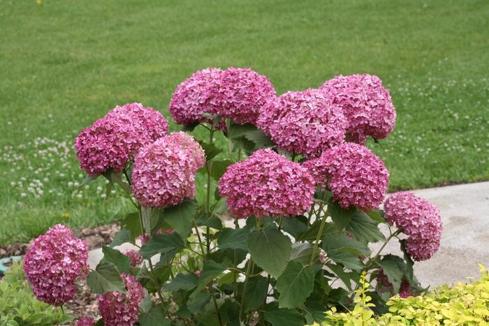 Hydrangea arborescens Invincibelle Mini Mauvette®