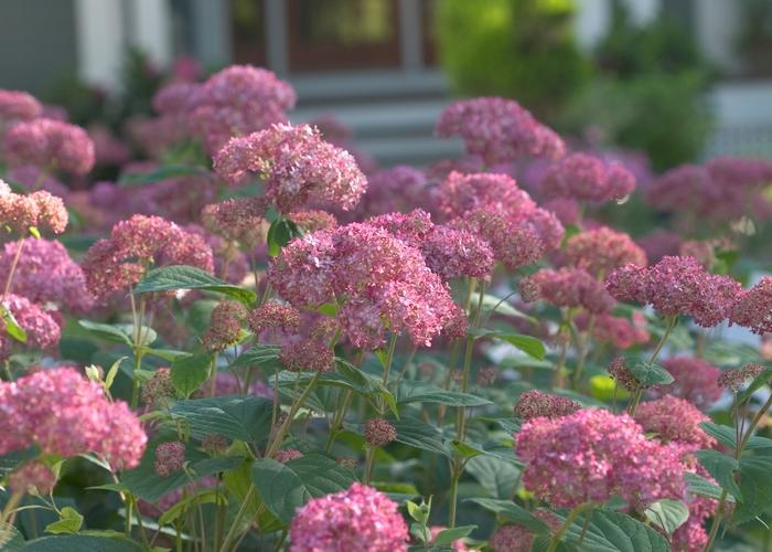 Hydrangea arborescens Invincibelle® Spirit