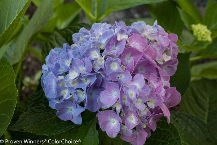 Hydrangea macrophylla Let's Dance® Blue Jangles®