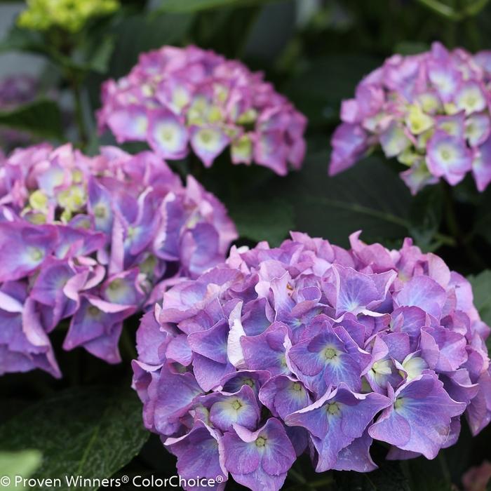 Hydrangea macrophylla Cityline® Rio