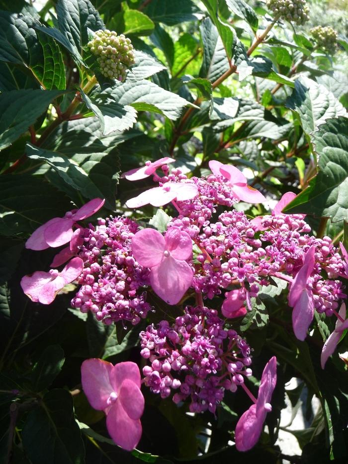 Hydrangea macrophylla Twist-n-Shout®