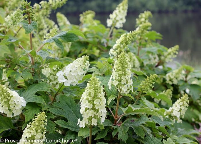 Hydrangea quercifolia Gatsby Gal®