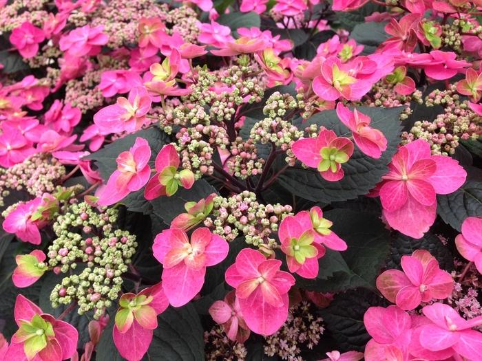 Hydrangea serrata Tuff Stuff™ Red