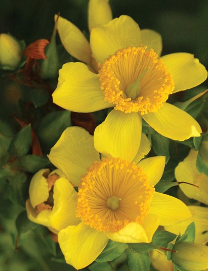 Hypericum kalmianum Sunny Boulevard®