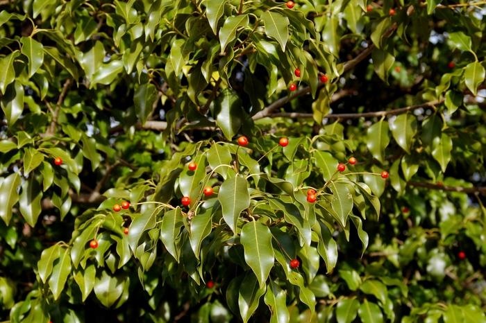 Ilex pedunculosa 