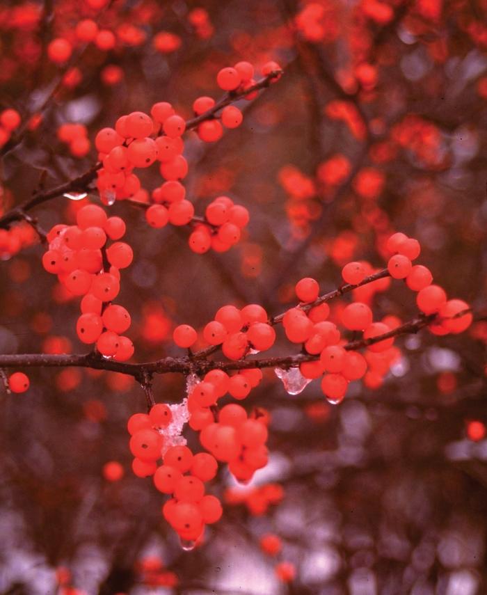 Ilex verticillata Berry Heavy®