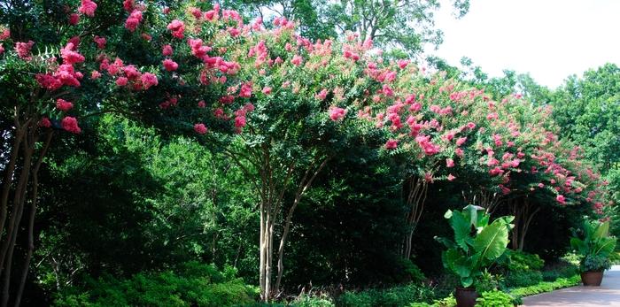 Lagerstroemia indica x fauriei Tuscarora