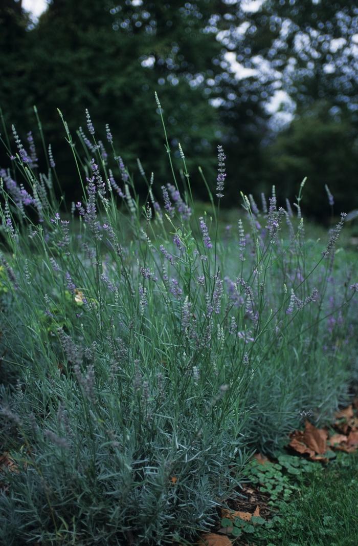 Lavandula x intermedia Provence