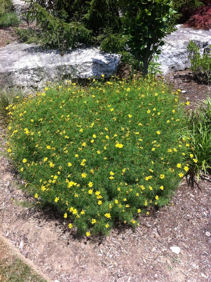 Coreopsis verticillata Zagreb