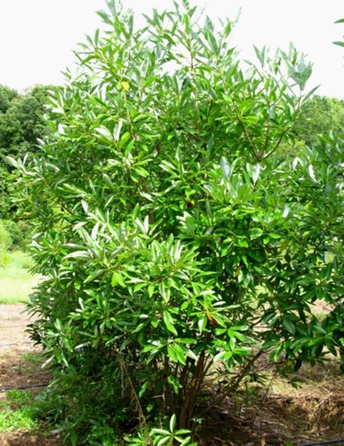 Magnolia virginiana 