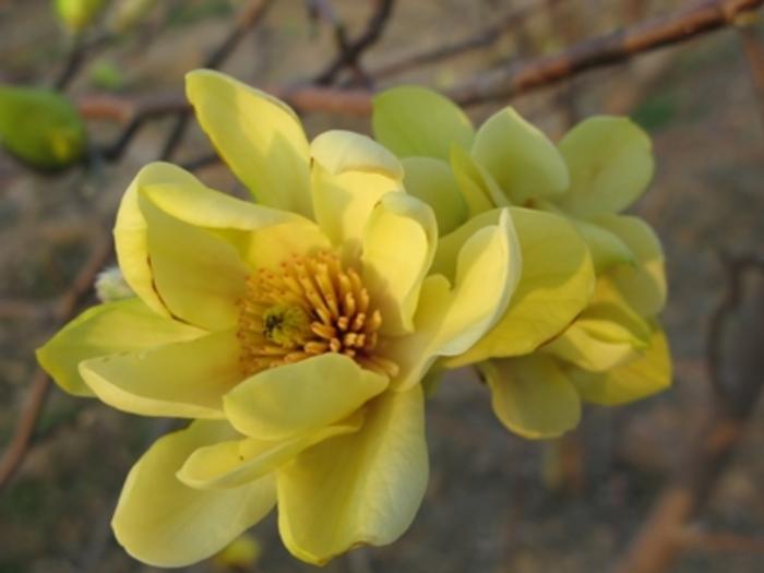 Magnolia Butterflies