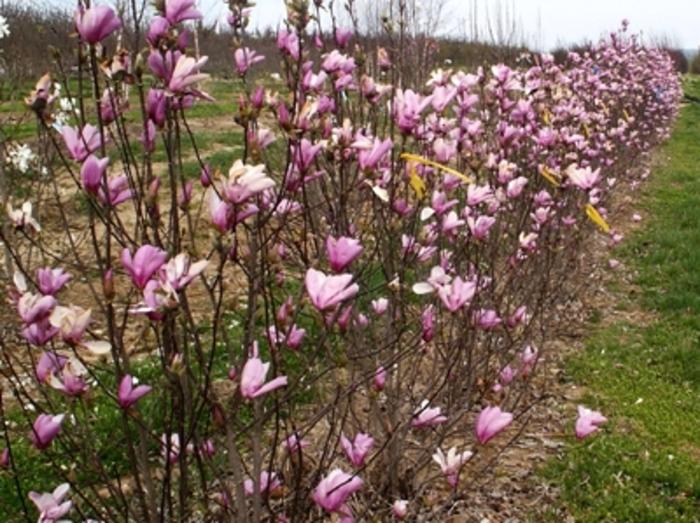 Magnolia Little Girl Jane