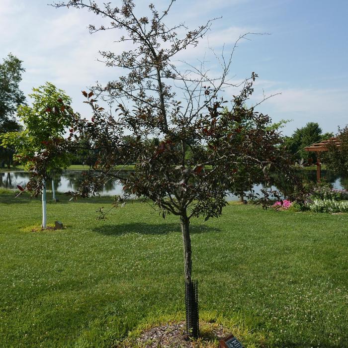 Malus Royal Rain Drops