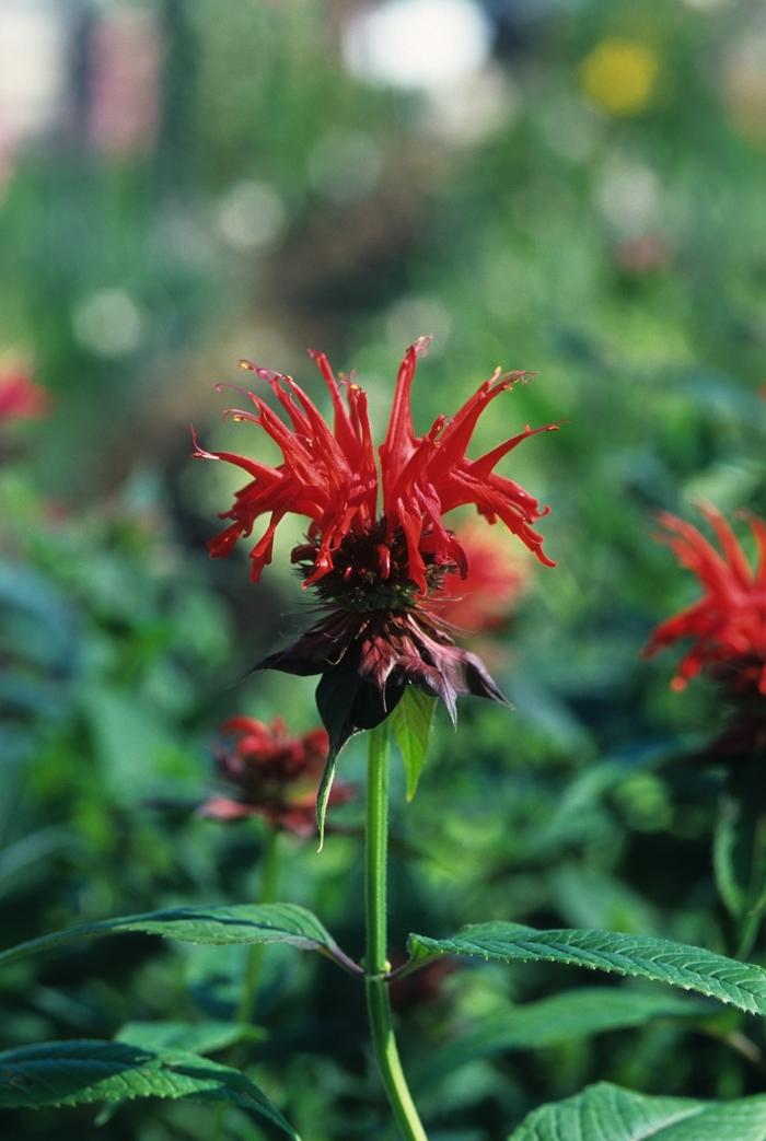 Monarda Jacob Cline