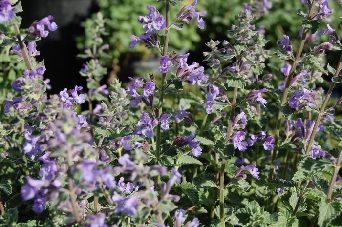 Nepeta racemosa Walker's Low