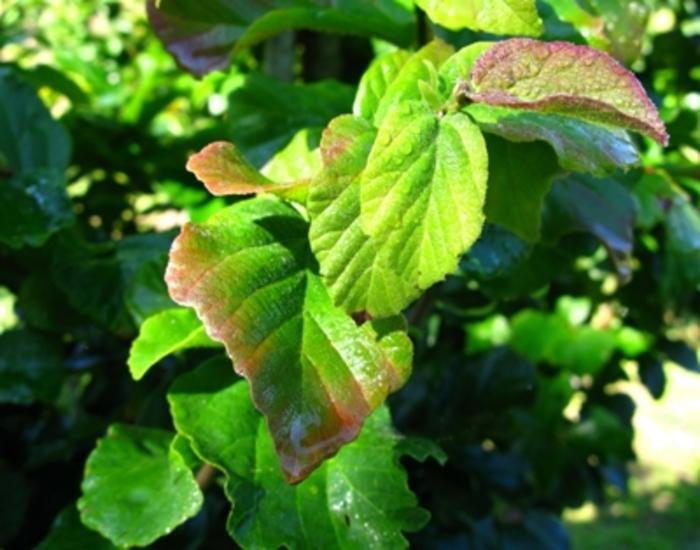 Parrotia persica 