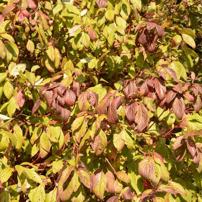 Cornus sericea Baileyi