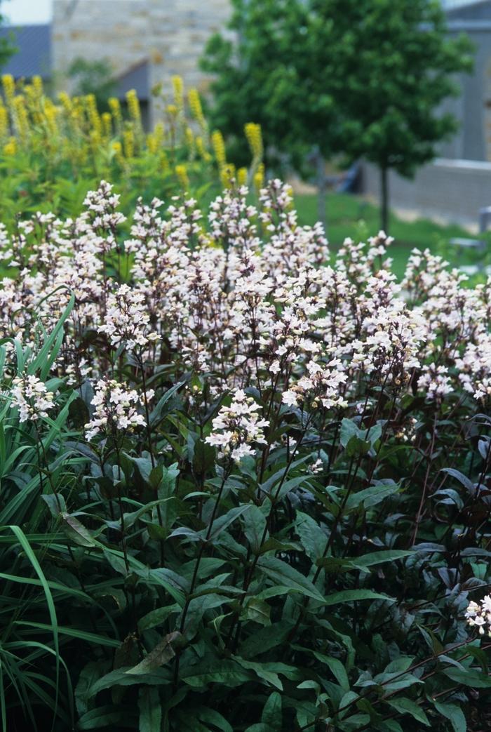 Penstemon digitalis Husker Red