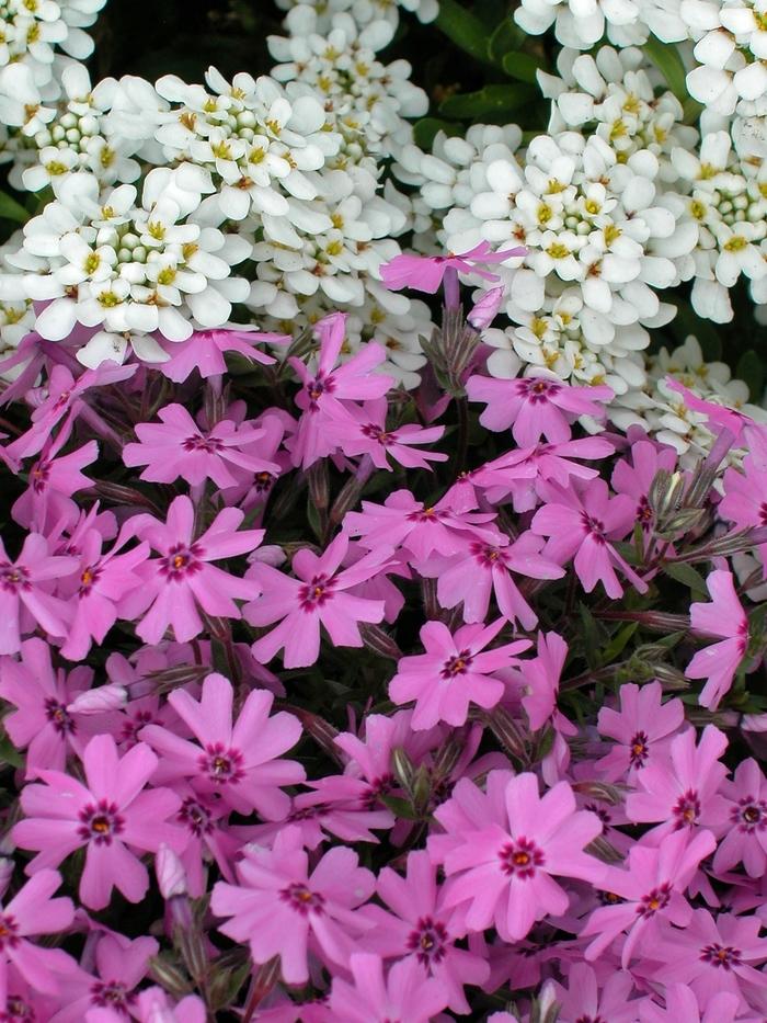 Phlox subulata Emerald Pink