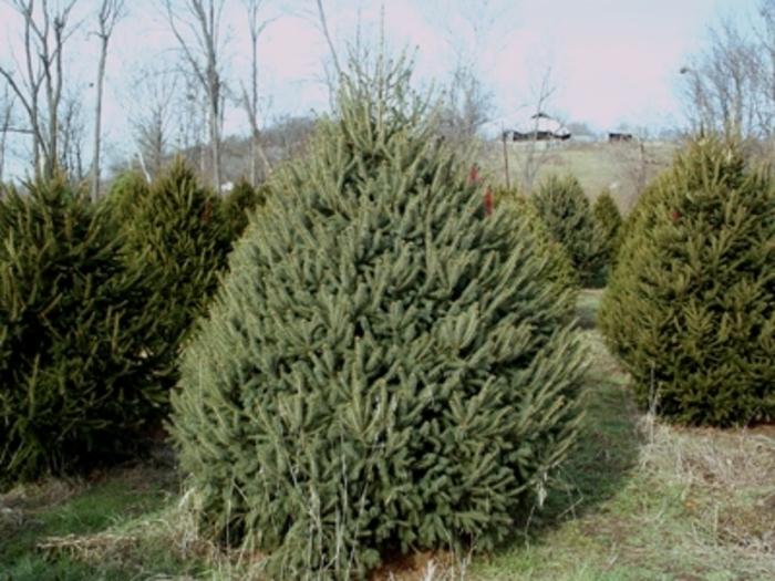 Picea glauca White Spruce from Hardscrabble Farms