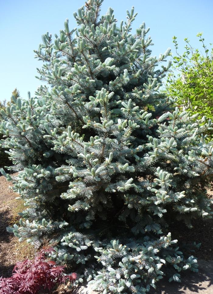 Picea pungens Hoopsii