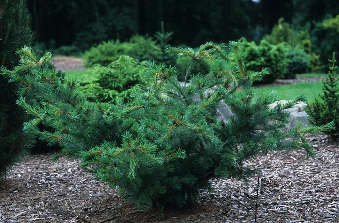 Pinus parviflora Bergman