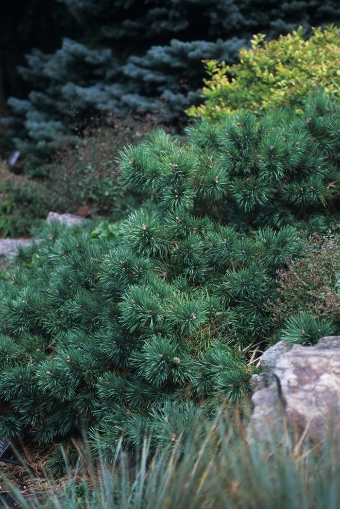 Pinus sylvestris Albyn Prostrata