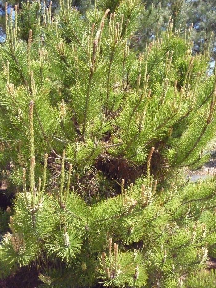 Pinus thunbergii 