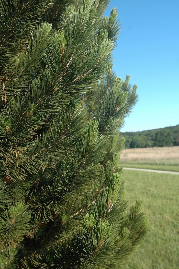 Pinus heldreichii var. leucodermis 