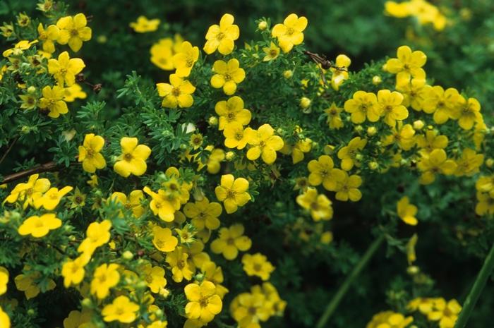 Potentilla fruticosa Gold Drop ('Farreri')