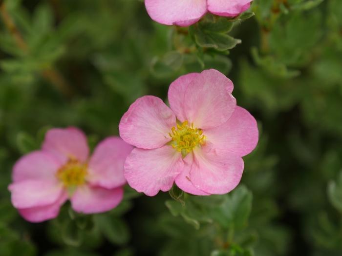 Potentilla fruticosa Happy Face Hearts®