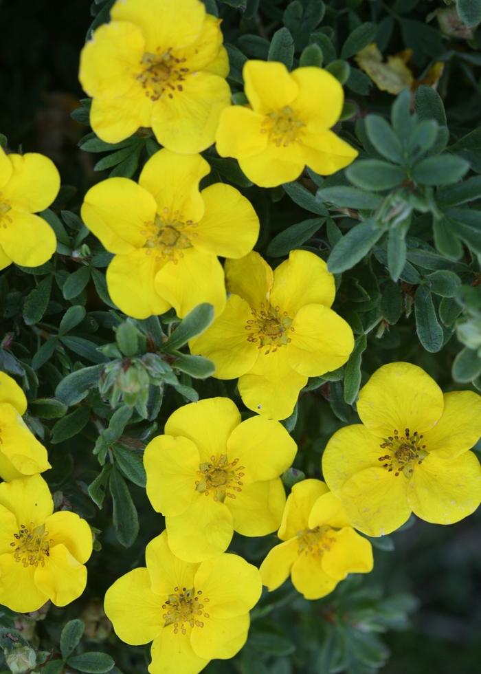 Potentilla fruticosa Happy Face® Yellow