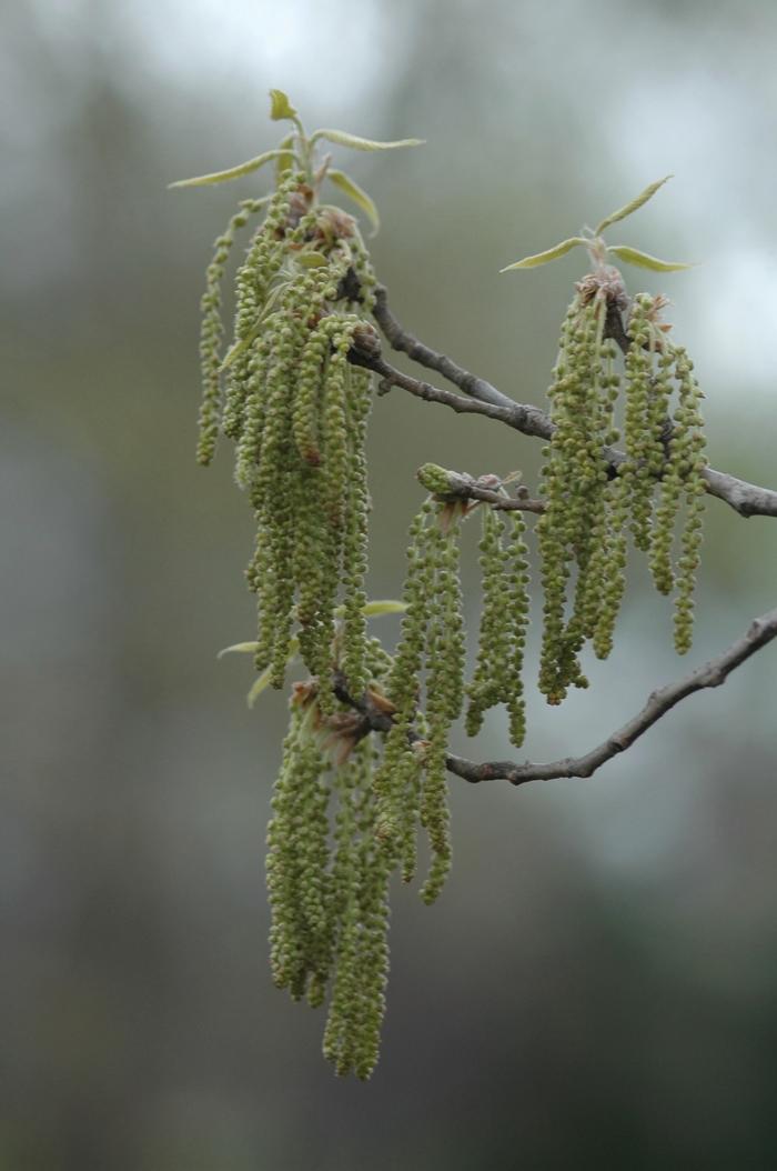 Quercus acutissima 