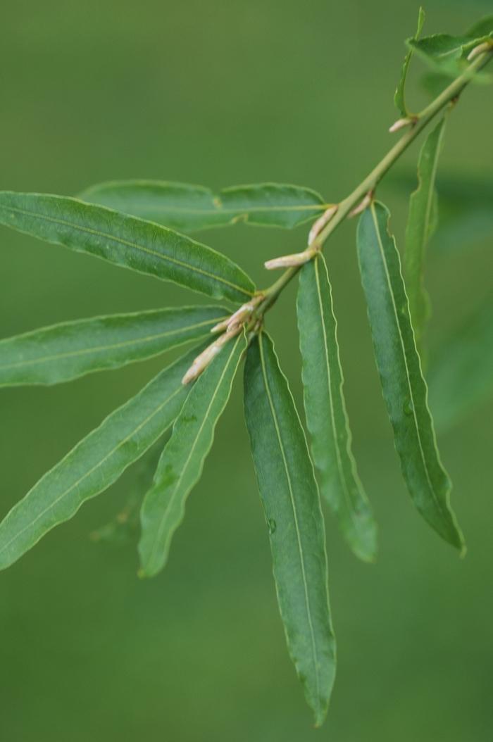 Quercus phellos 