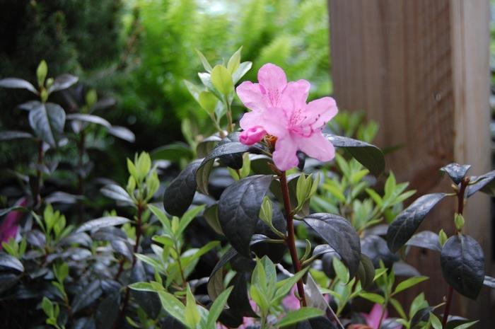 Rhododendron Olga Mezzit