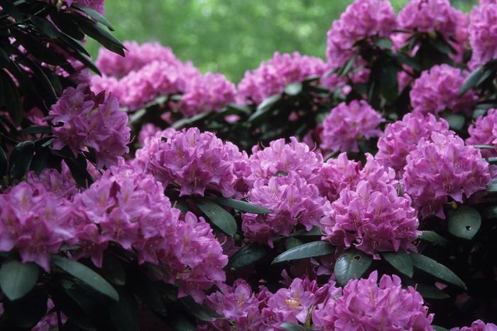 Rhododendron Roseum Elegans