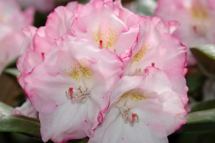 Rhododendron yakushimanum Ken Janeck