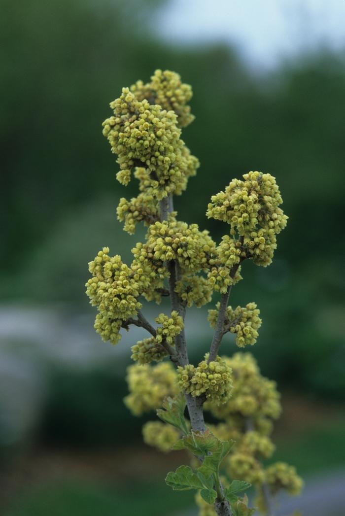 Rhus aromatica 