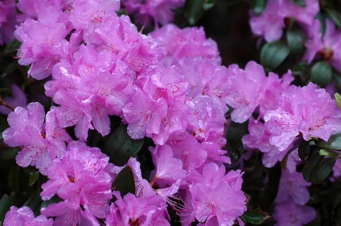 Rhododendron Purple Gem